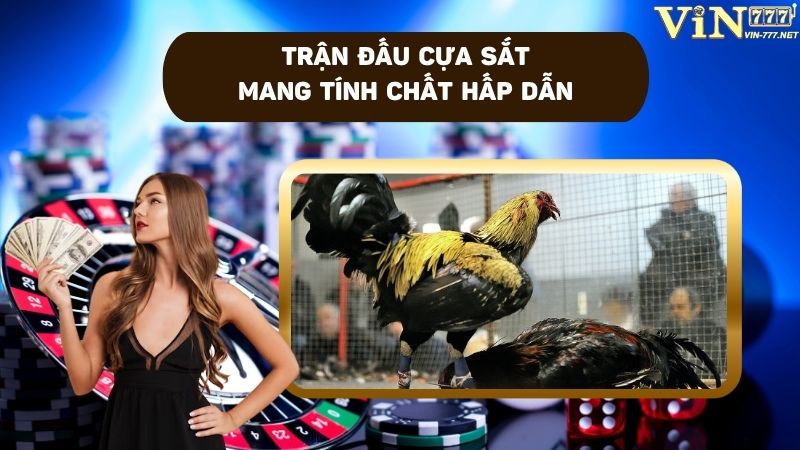 Đá gà nòi cựa sắt mang đến nhiều trải nghiệm thú vị